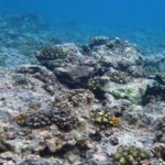 Recovery of a tropical coral reef in the aftermath of a cyclone