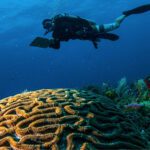 Advances in ecosystem-scale coral reef visual surveys