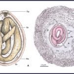 Morphological and ultrastructural